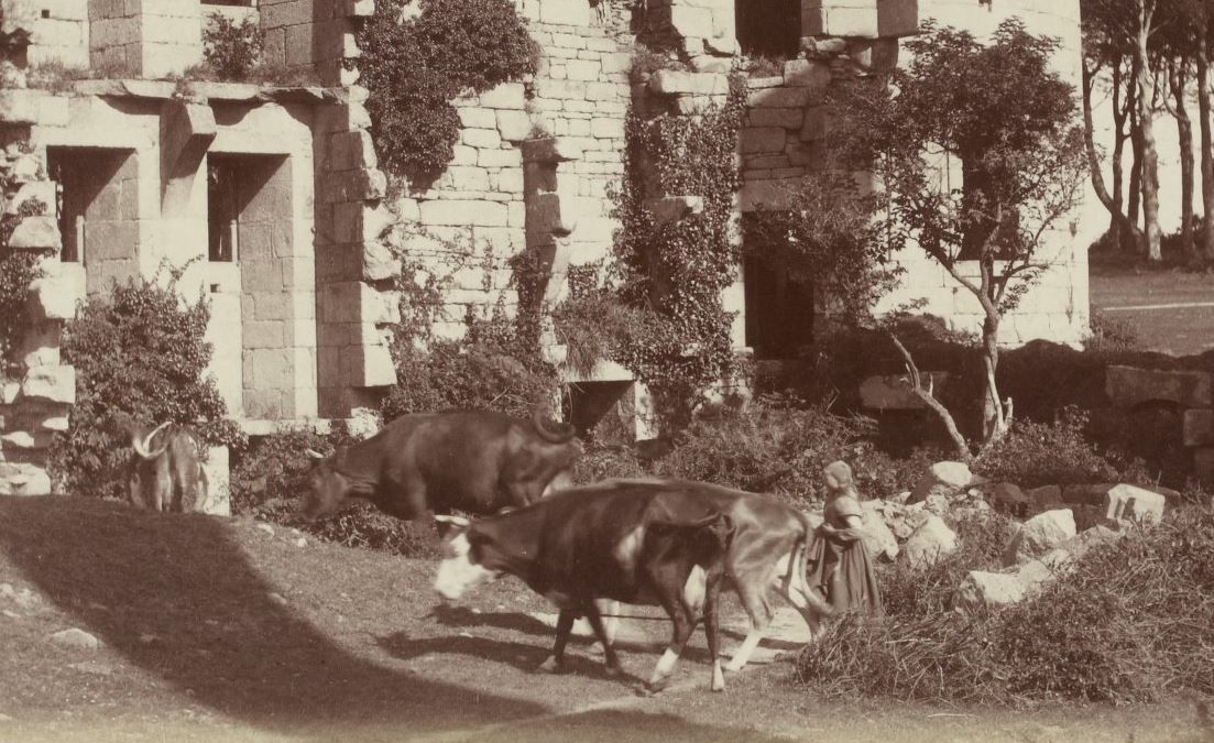 Gardienne de vaches dans les ruines de Kergournadeac'h